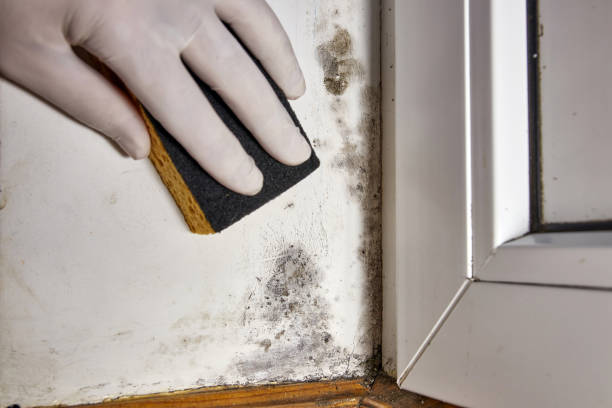 Best Attic Mold Removal  in Chickamau, GA